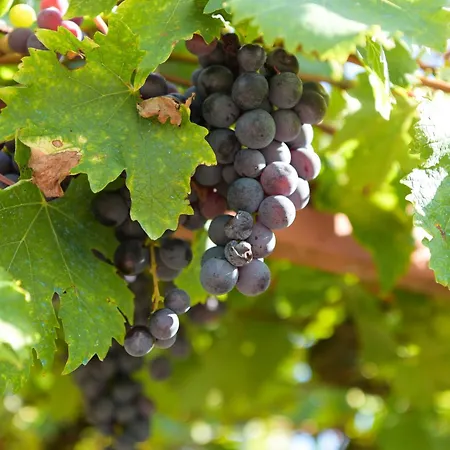 Sarabaca Apartamento