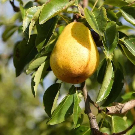 Apartamento Sarabaca *