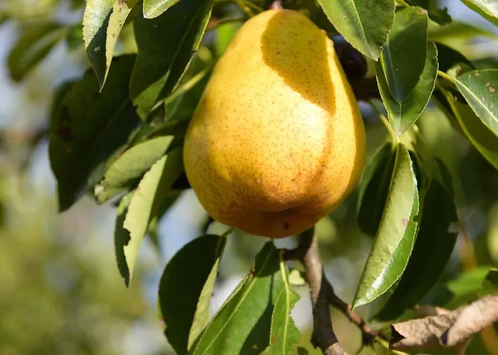 Apartment Sarabaca *